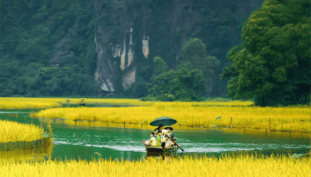 Boat through limestone caves lined with ripening rice paddies (Source: Fanpage Tam Coc Scenic Area - Khu du lịch Tam Cốc)